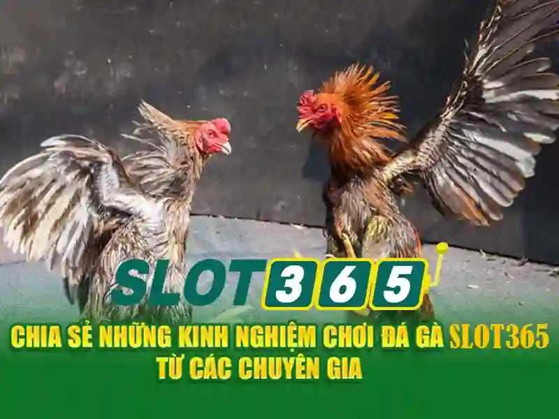 Slot365 - Nền tảng casino trực tuyến và trò chơi slots