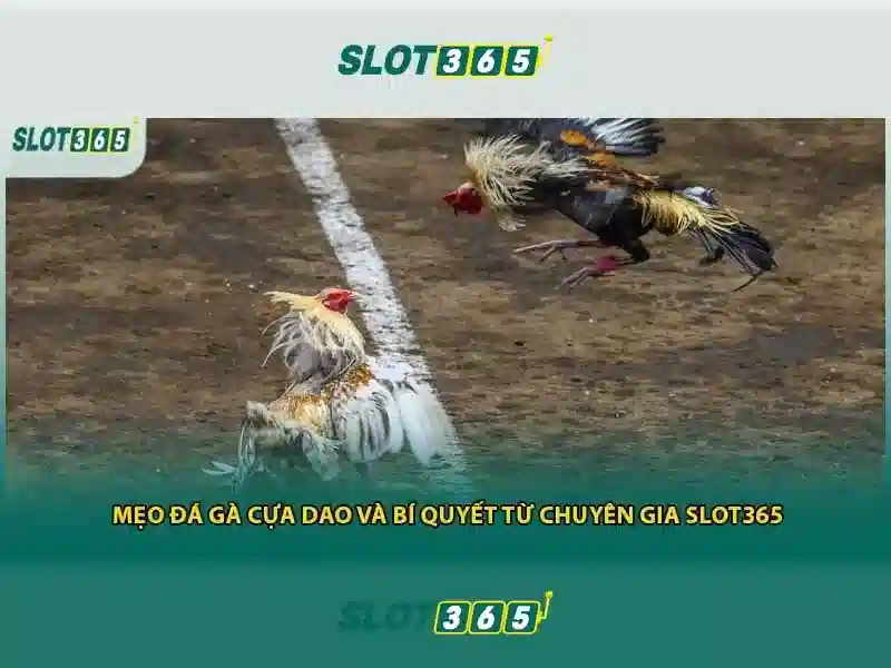 Slot365 - Trải nghiệm trò chơi xèng trực tuyến đỉnh cao