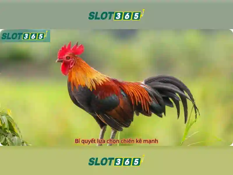 Slot365 - Nền tảng slot trực tuyến đáng chú ý