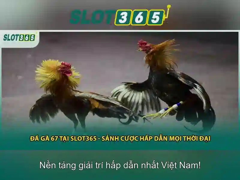 rtp slot365: Tổng quan, trải nghiệm và tương lai
