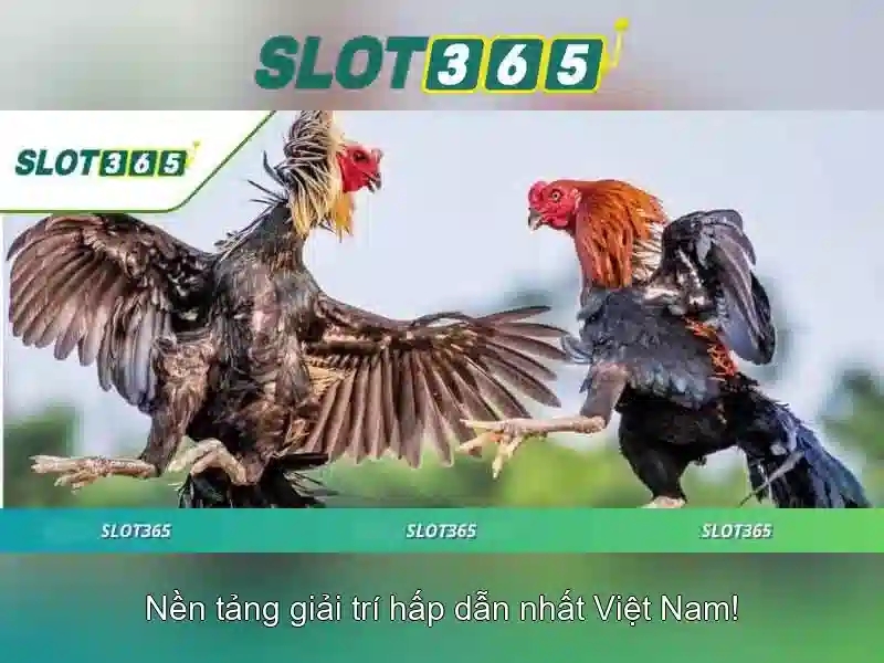 Khuyến mãi và chương trình
